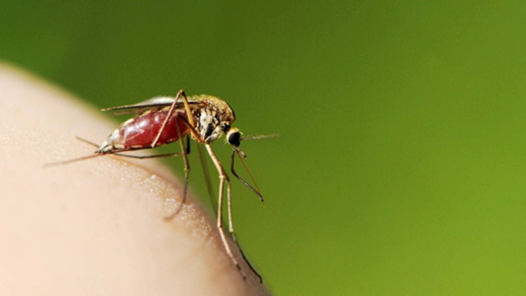 Kutina on kivun livein muoto.