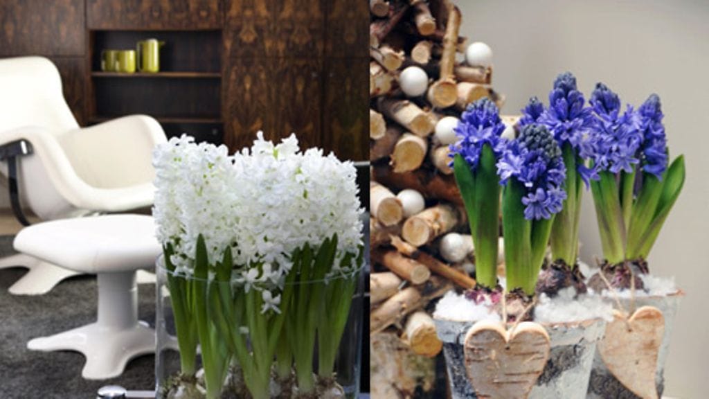 Tuoksuvasta hyasintista on helppo koota näyttäviä asetelmia.