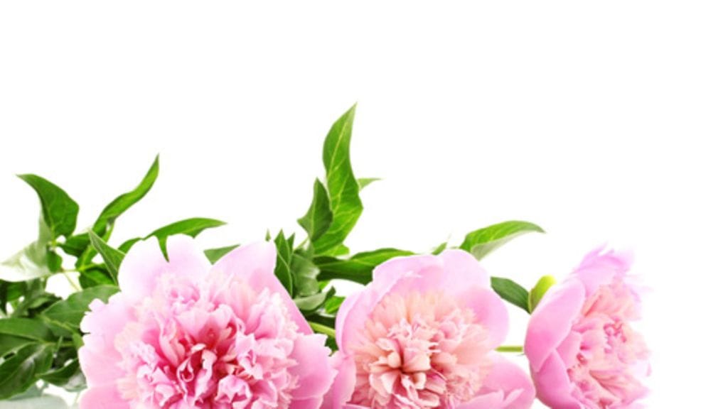 Suloinen ja herkkä pioni on yksi kevään trendikkäimmistä kukista.