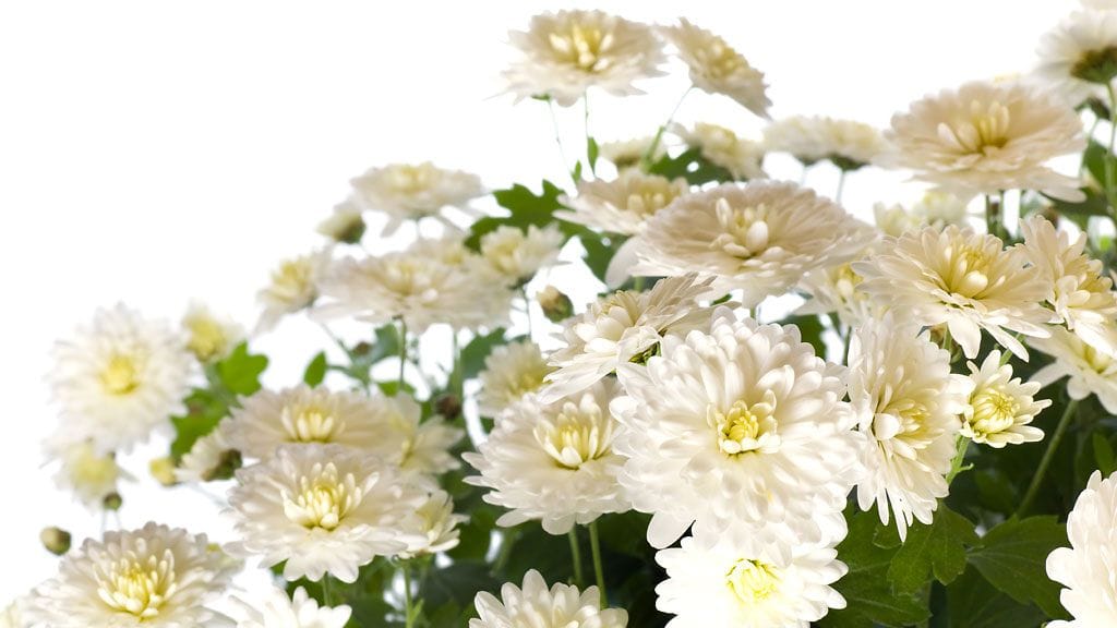 Valkoinen pallokrysanteemi on monen suosikki.