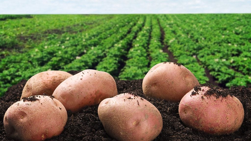 Vihertääkö? Kuva: Shutterstock