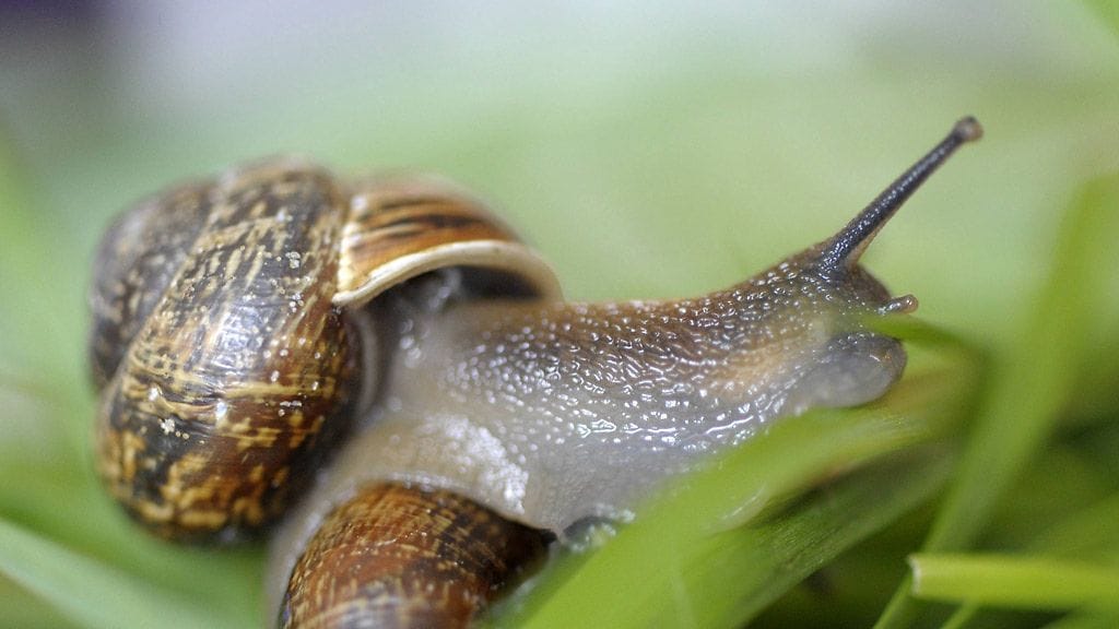 Lehtokotilo, Arianta arbustorum.