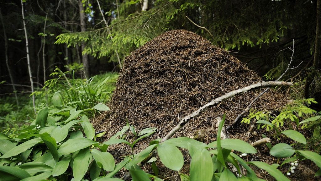 Suomessa elää 55 luonnonvaraista muurahaislajia. Kekomuurahaislajit parveilevat alkukesällä.