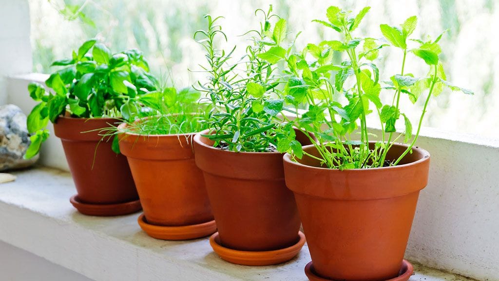 Älä heitä kaupasta ostettua yrtti- tai salaattiruukkua roskiin, vaan jatkokasvata itsellesi kesän kaunein ruukkupuutarha! Kuva: Shutterstock