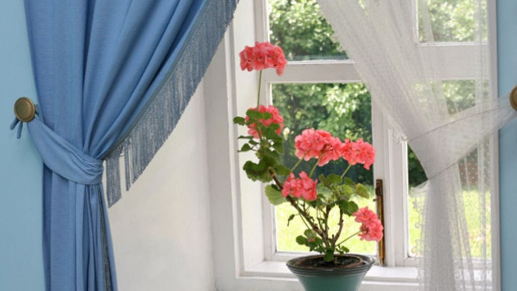 Mullan lisäksi kannattaa tarkastaa myös kukan hoito-ohjeet.