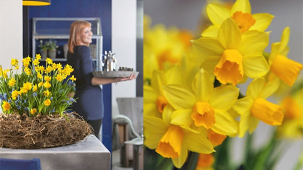 Aurinkoiset narsissit tuovat kevättä myös sisätiloihin.