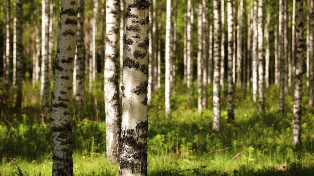 Suomalaisissa koivumetsissä kasvaa pakurikääpää.