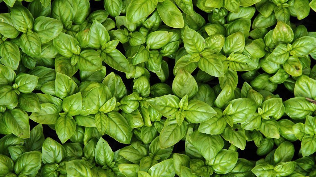 Hyödynnä kotipuutarhan tai kauppojen basilikat muuhunkin kuin ruoanlaittoon.