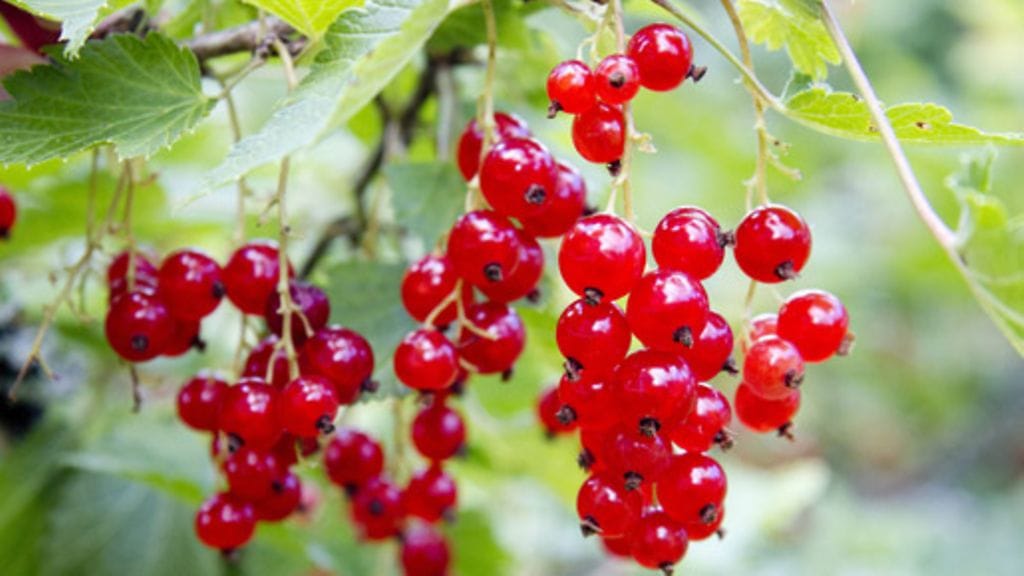 Punaviinimarjaterttuja pensaassa 2012.