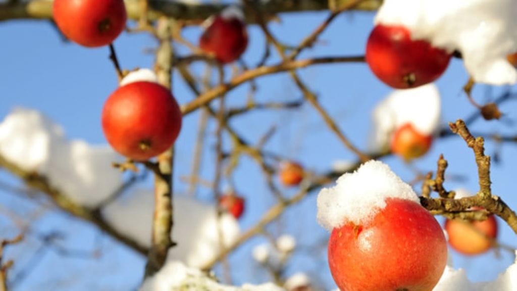 Puutarha on talvellakin kaunis.