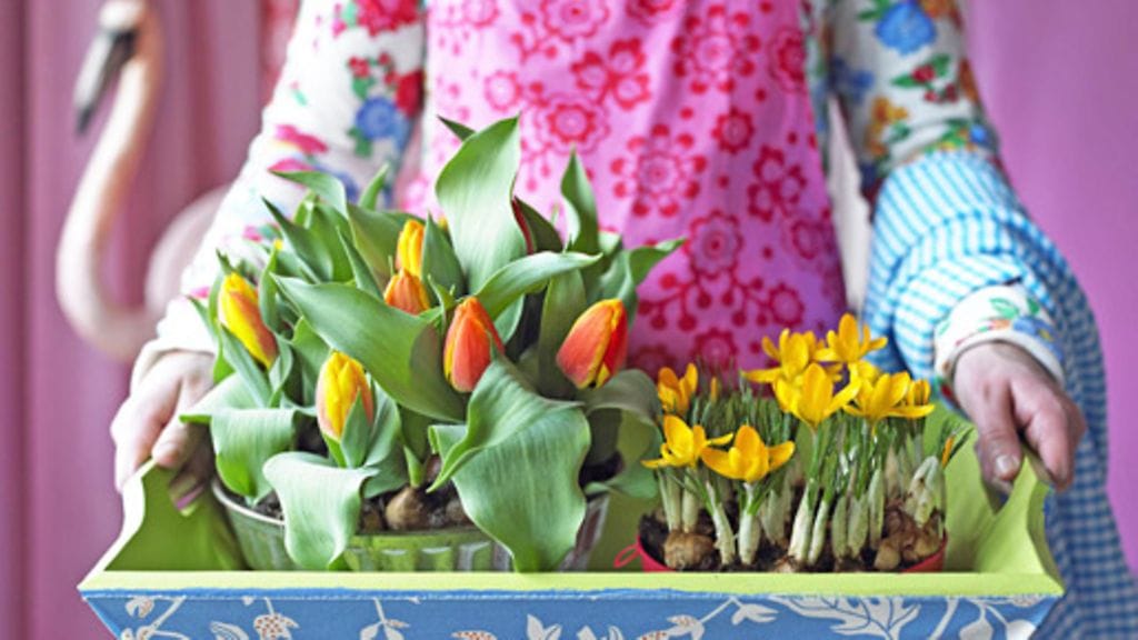 Tulppaanit ja narsissit ovat suosittuja leikkokukkia, mutta mulllassa ne kestävät kauemmin.