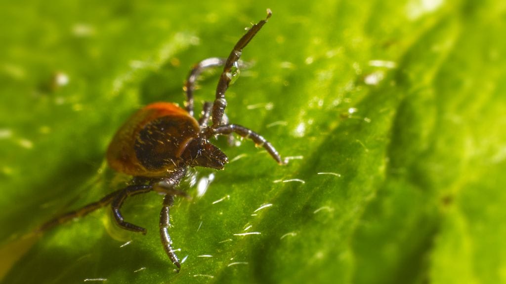 Punkki kiinnittyy ihmiseen useaksi tunniksi, joten sen purema jää vain harvoin huomaamatta.