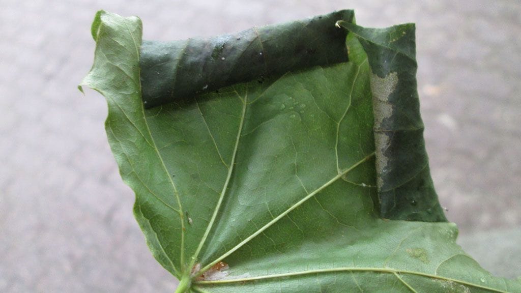 Rullassa on todennäköisesti miinaajakoin toukka.