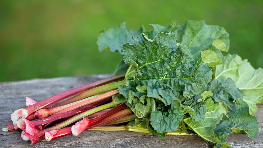 Raparperin oksaalihapot pitävät muurahaiset loitolla. Kuva: Shutterstock
