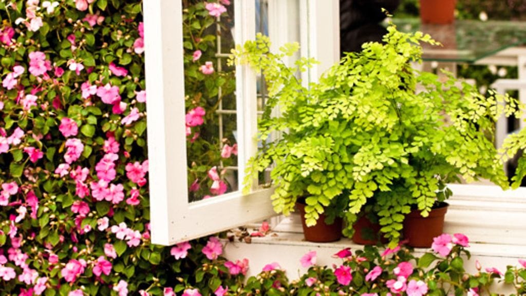 Kaupan yrttiruukut voi jatkokasvattaa kotona ihanaksi keittiöpuutarhaksi.