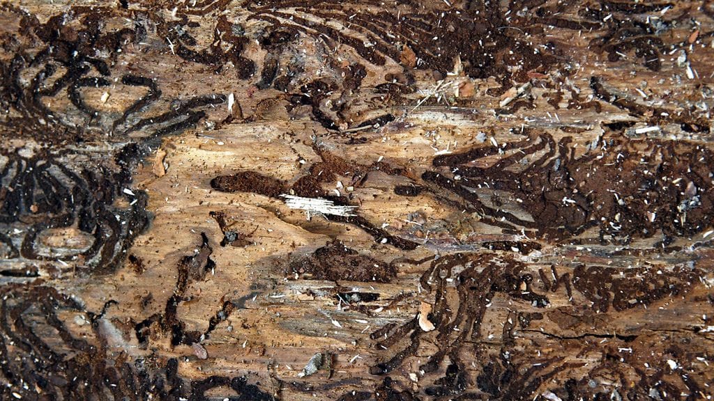 Hakkuupaikka Sörenberg vuorella Giswilin kunnassa Sveitsissä. Kirjanpainajatoukan jälkiä puussa.