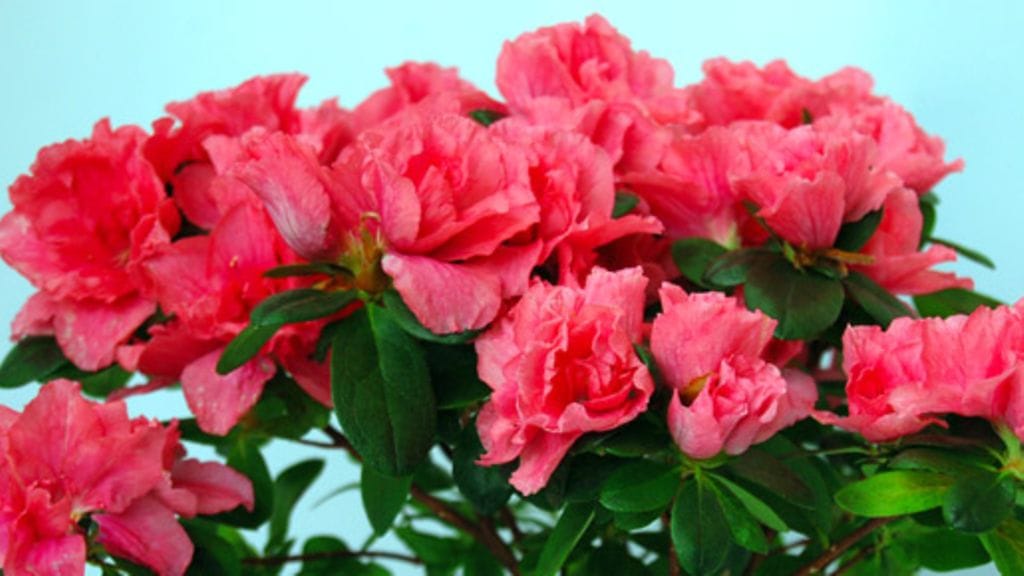 Atsalea haluaa usein vettä.