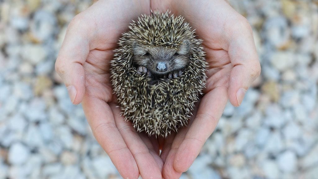 Suloinen siili on myös hyödyllinen. Älä vain häädä piikkipalleroa puutarhastasi! Kuva: Shutterstock