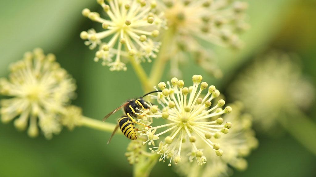 Moni hätkähtää ampiaisen kelta-mustaa varoitusväriä. Kuva: Lehtikuva