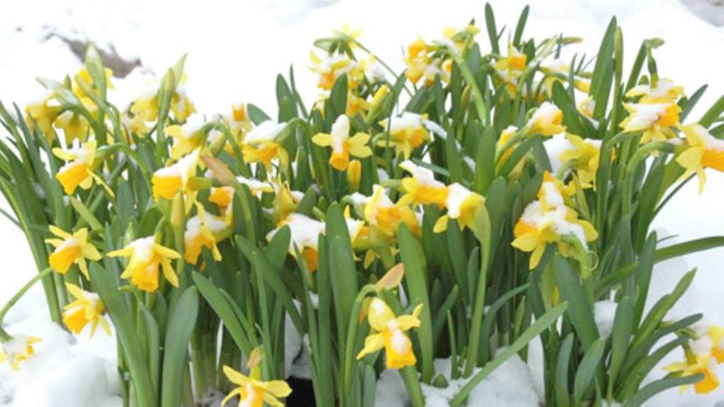 Tetenarsissit voi siirtää ulos jo silloin, kun pakkasmittari näyttää 10 astetta.