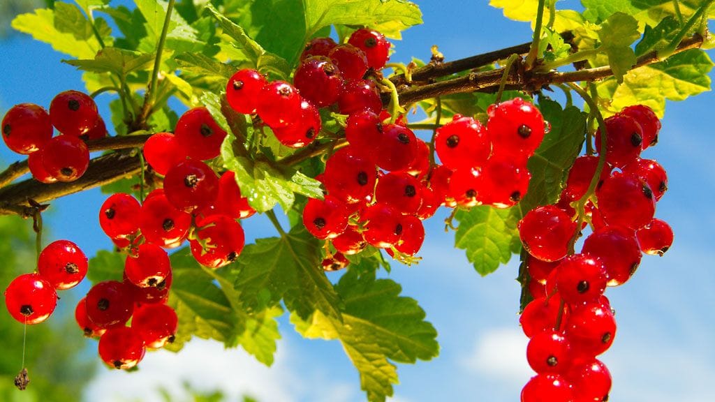 Viinimarjoja voi suojella muillakin keinoilla kuin verkoilla.