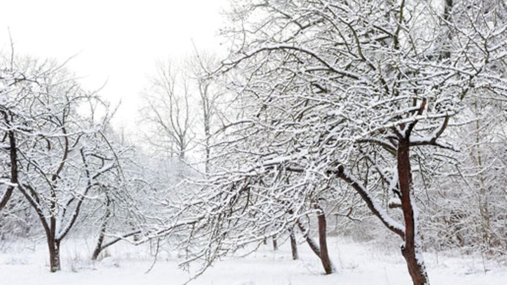 Hedelmäpuut kaipaavat leikkaamista helmi-maaliskuussa.