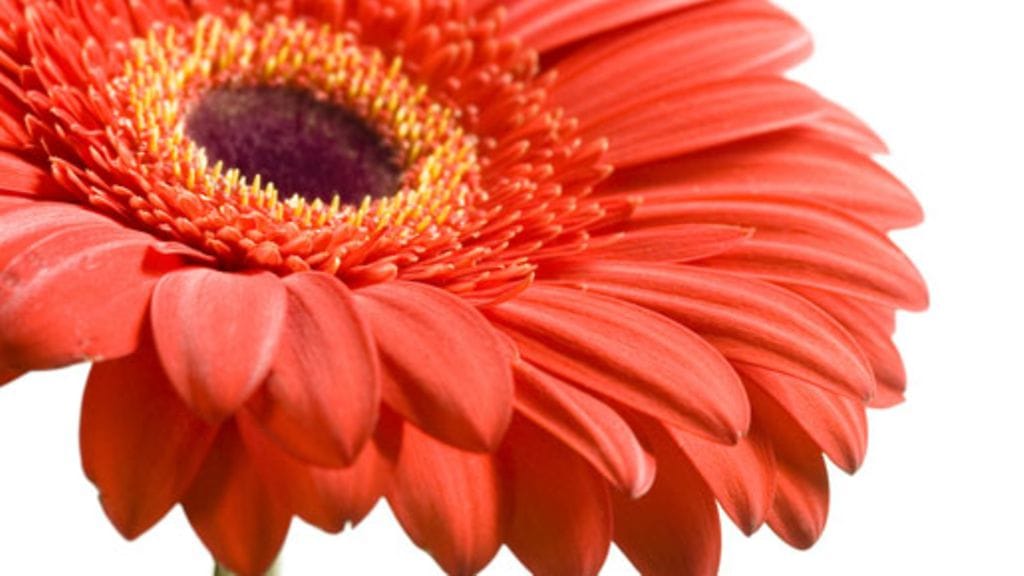 Muistatko ystävää kukkasin ystävänpäivänä, vai jätätkö väliin?