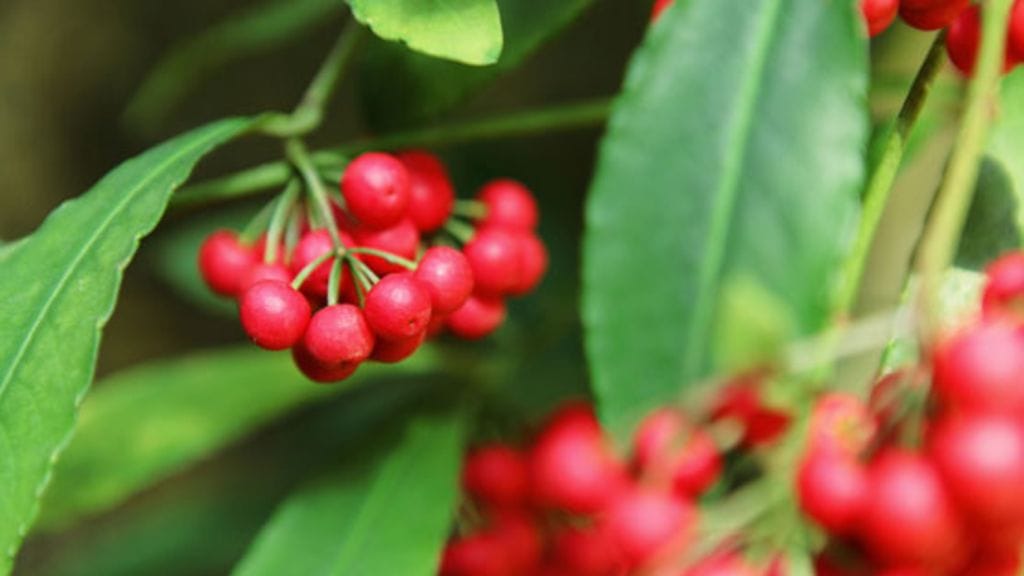 Kardisia on muiden marjaisten kasvien ohella yksi nousevista suosikeista.