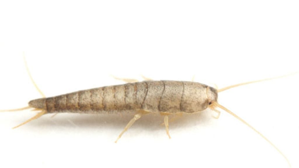 Sokeritoukka elää noin neljävuotiaaksi.