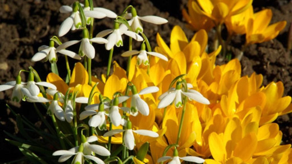 Aurinkoiset krookukset viihtyvät mullassaan.