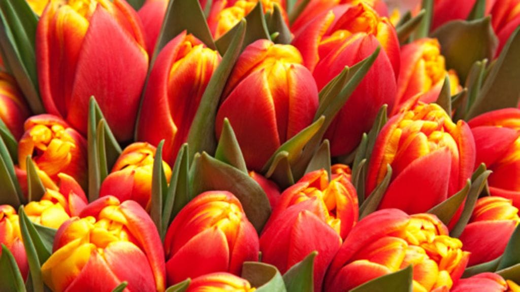 Tulppaani on kaunis joulukukka.