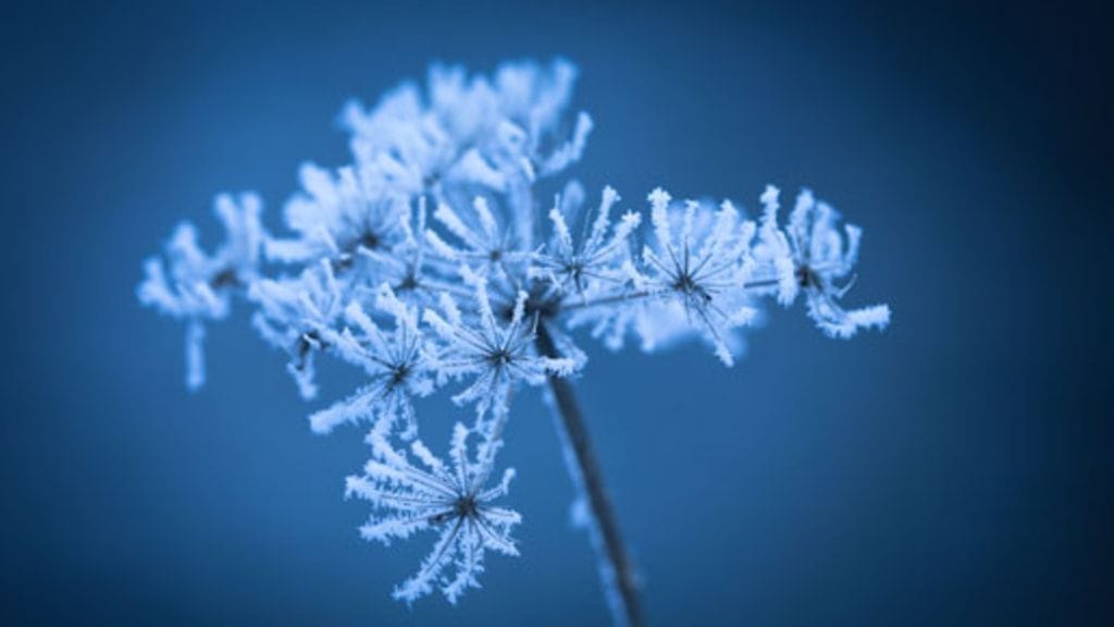 Puutarhan talvista kauneutta.