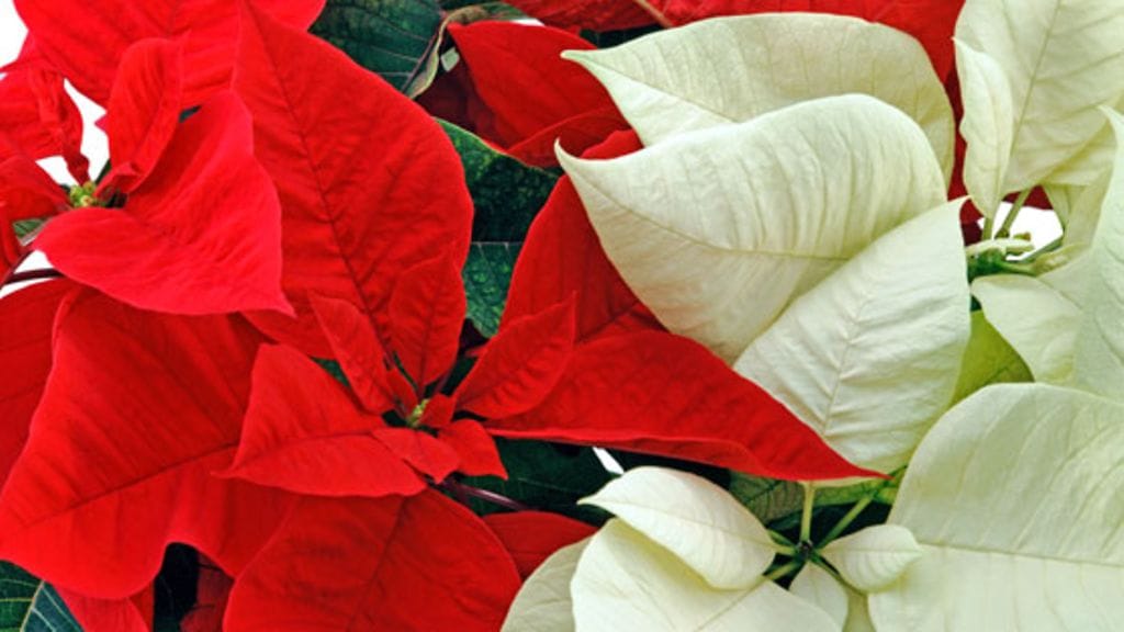 Joulutähti pitää pakata huolellisesti kuljetusta varten.