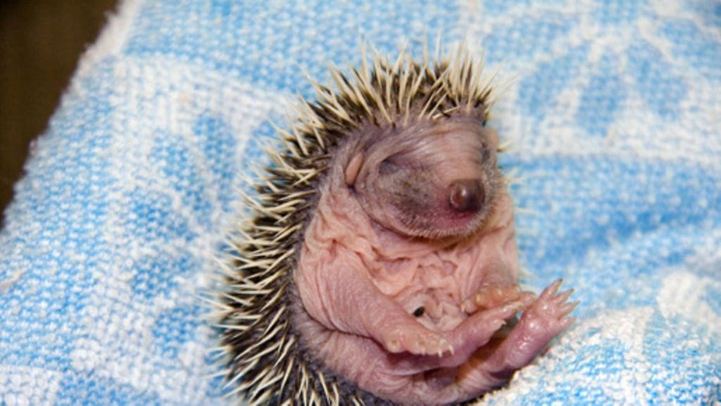 Siilin poikanen syntyy piikittömänä, mutta saa oman peitteensä nopeasti.