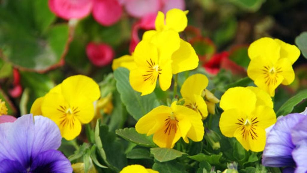 Orvokkien monipuolisuus hurmaa.