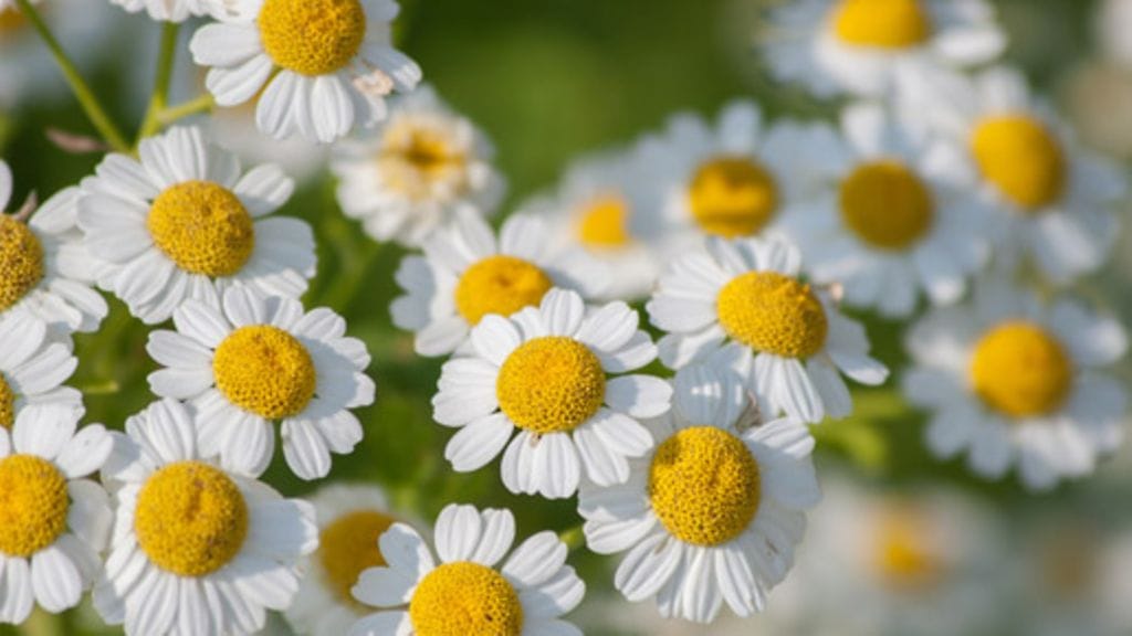 Reunuspäivänkakkara.