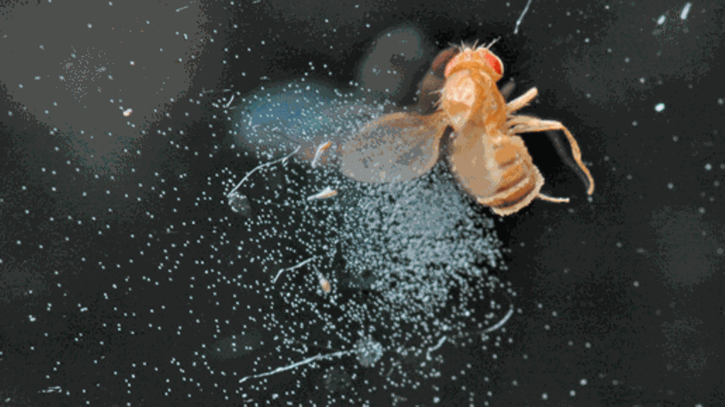 Banaanikärpäset ovat keittiöiden riesana helleaikaan.