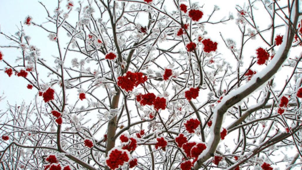 Talvisen puutarhan hehkua.