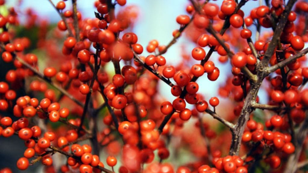Ilex on suosittu niin leikkokasvina kuin ruukussakin.