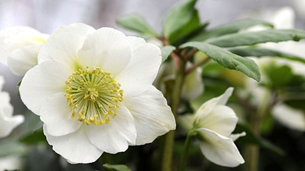 Jouluruusu lumoaa herkällä kauneudellaan.