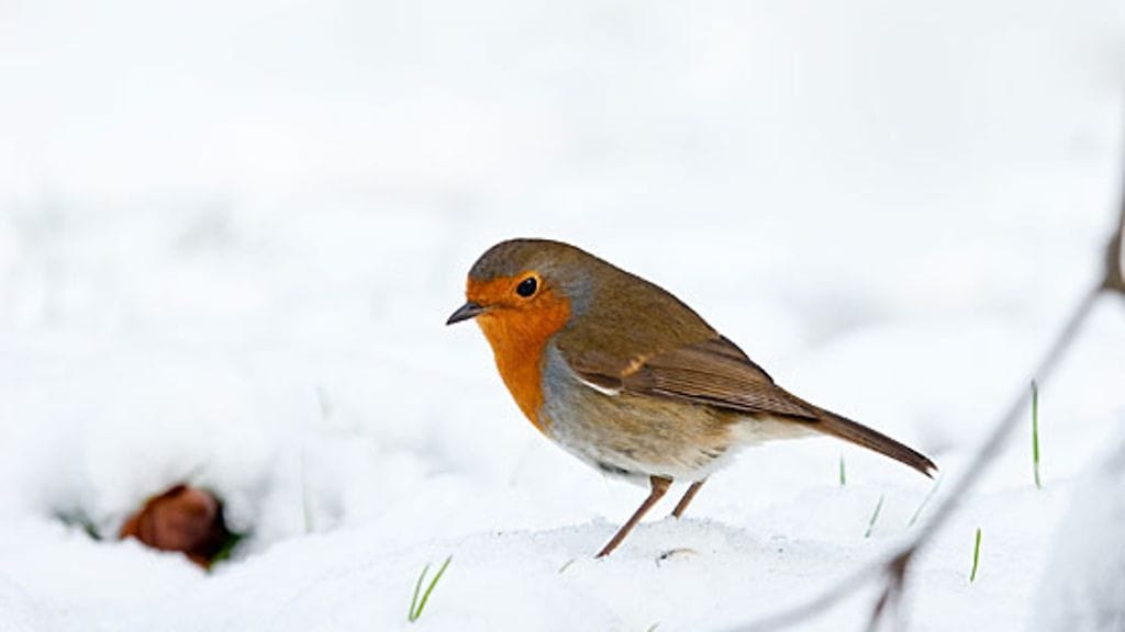 Veikeä punarinta viihtyy puutarhassasi myös talvella.