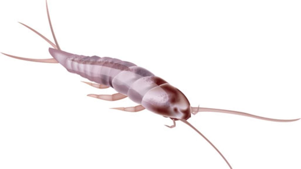 Sokeritoukka syö kaikkea eloperäistä, kuten irtohiuksia.