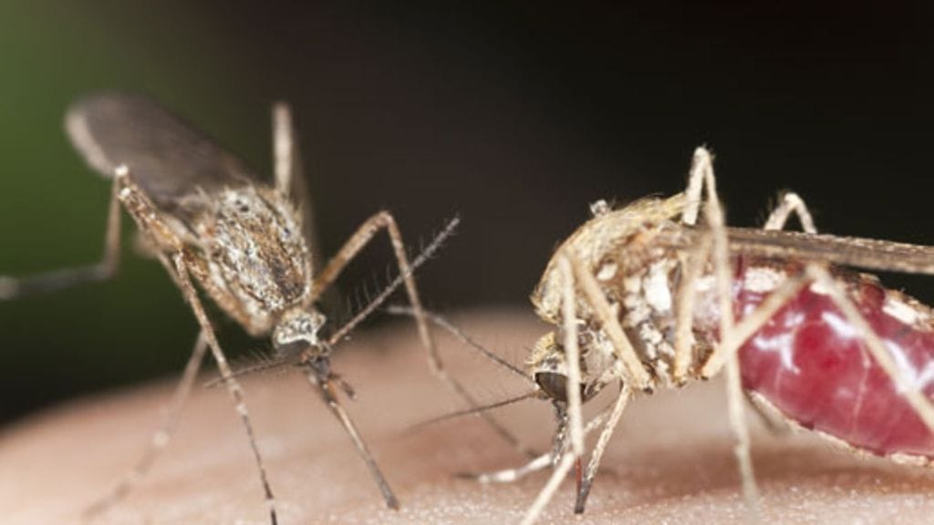 Hyttyset valitsevat uhrinsa tuoksun perusteella.