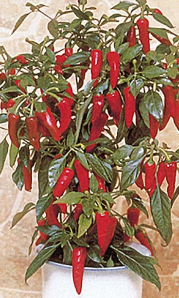 Paprika Nelson Garden. Kuva: Nelson Garden