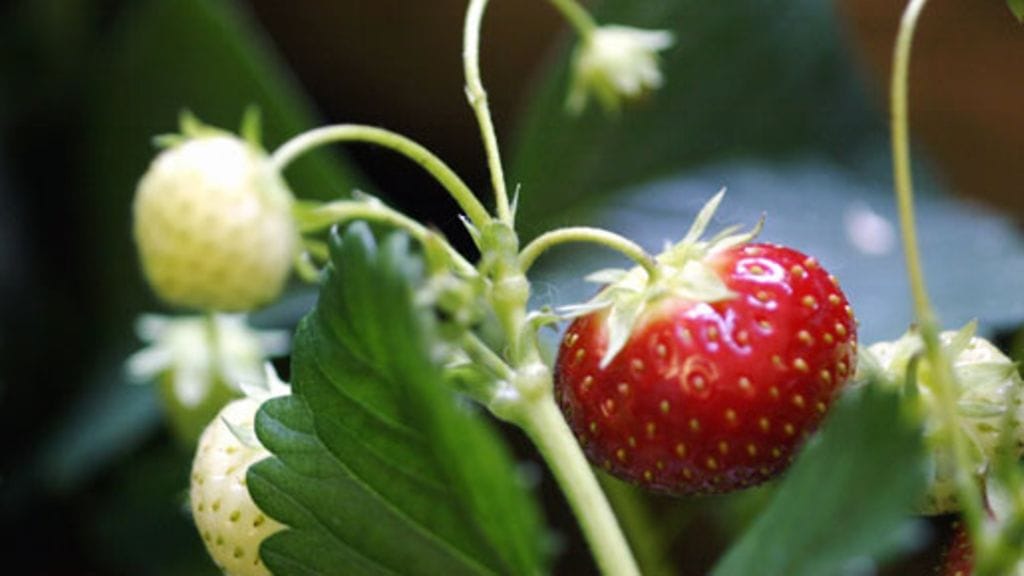 Mansikka sopii myös parvekkeelle.