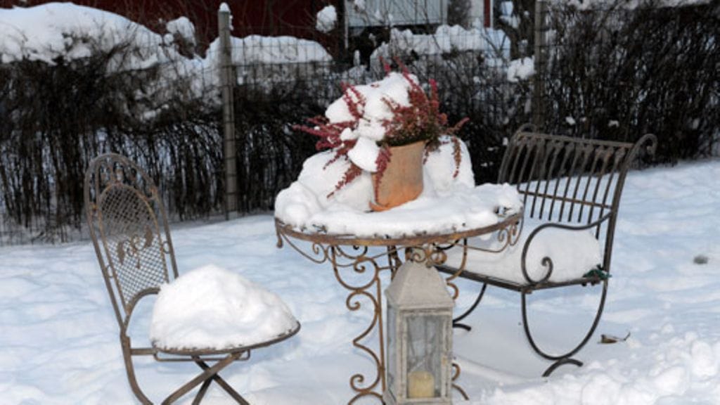 Suurin osa kasveista talvehtii tyytyväisenä lumipeitteen suojassa. Kuva: Lehtikuva