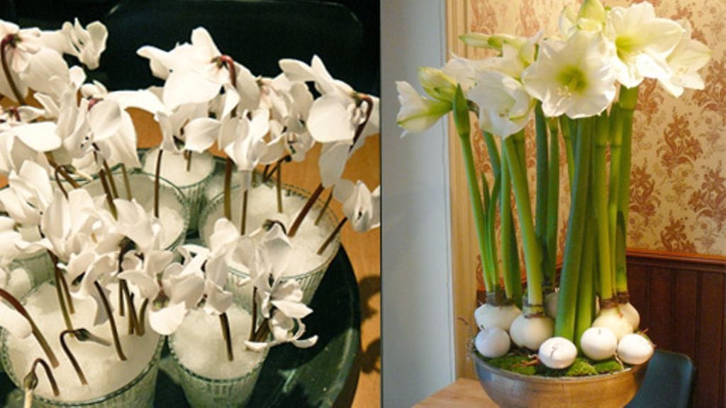 Tekolumesta ja syklaameista saa raikkaan asetelman, amaryllikset taasen asetellaan näyttävästi.