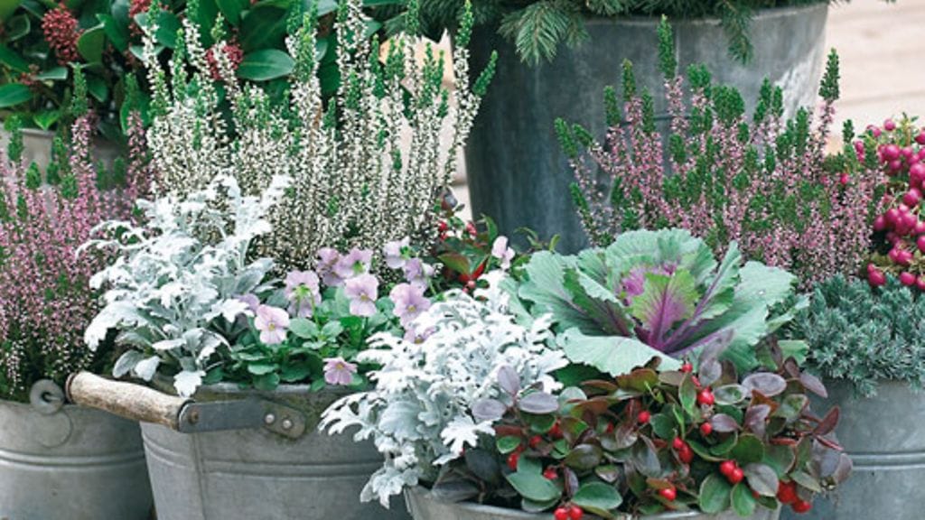 Parvekkeelle saa väriä, vaikka ulkona olisi kylmää ja pimeää. Kuva: Plantagen