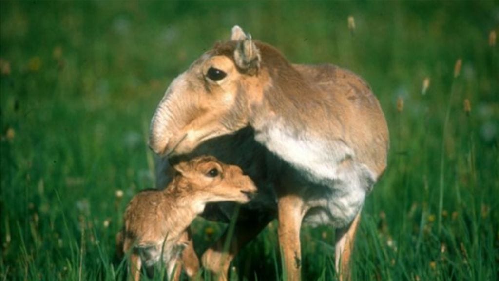 Minikokoiset Saiga-antiloopit ovat todella uhanalaisia. Kuvakaappaus Daily Mailin sivuilta.