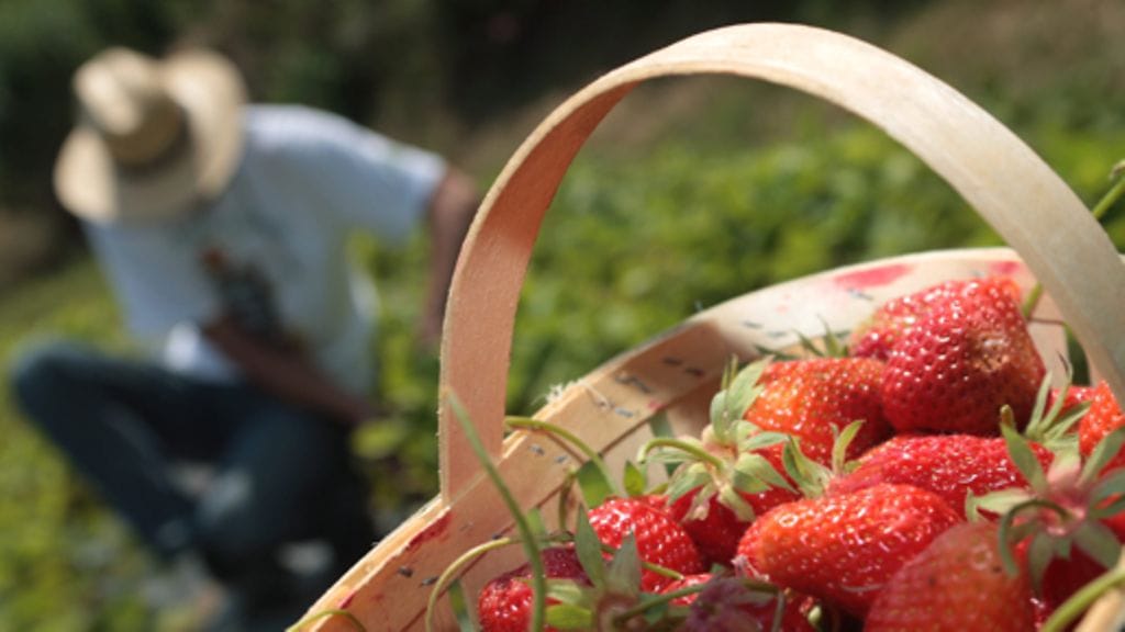 Oman maan mansikkaa.